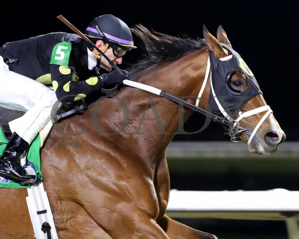 ZVEREV - The Boone County Stakes 1st Running - 12-06-25 - R07 - TP - Finish 04 - Coady Media - Kurtis Coady Photography